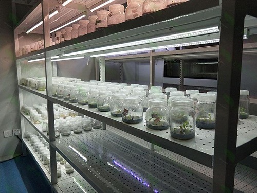黑龙江植物组织培养实验室设计建设方案